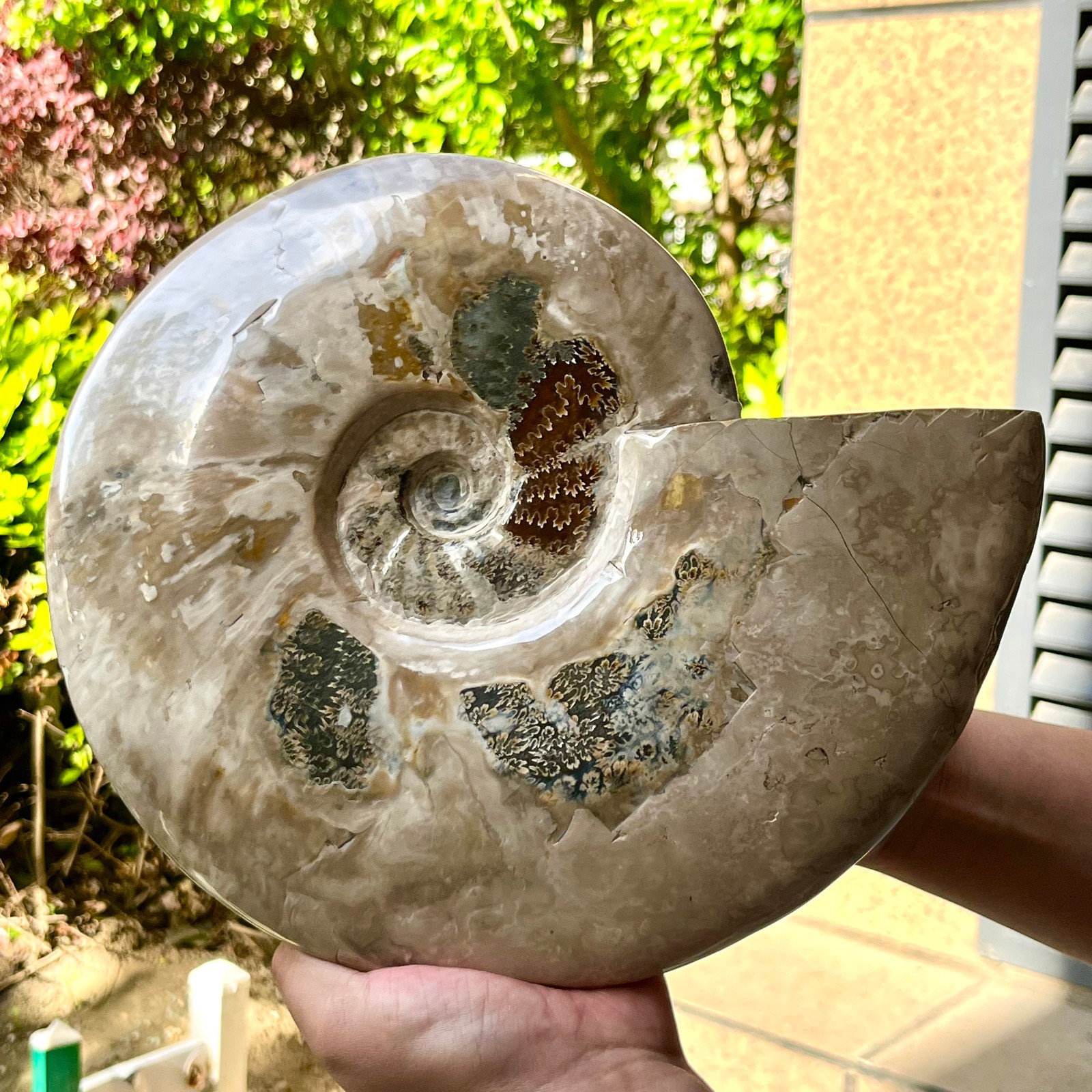 Polished Ammonite Fossil Madagascar Natural Spiral Sea Shell Gem 11 lb