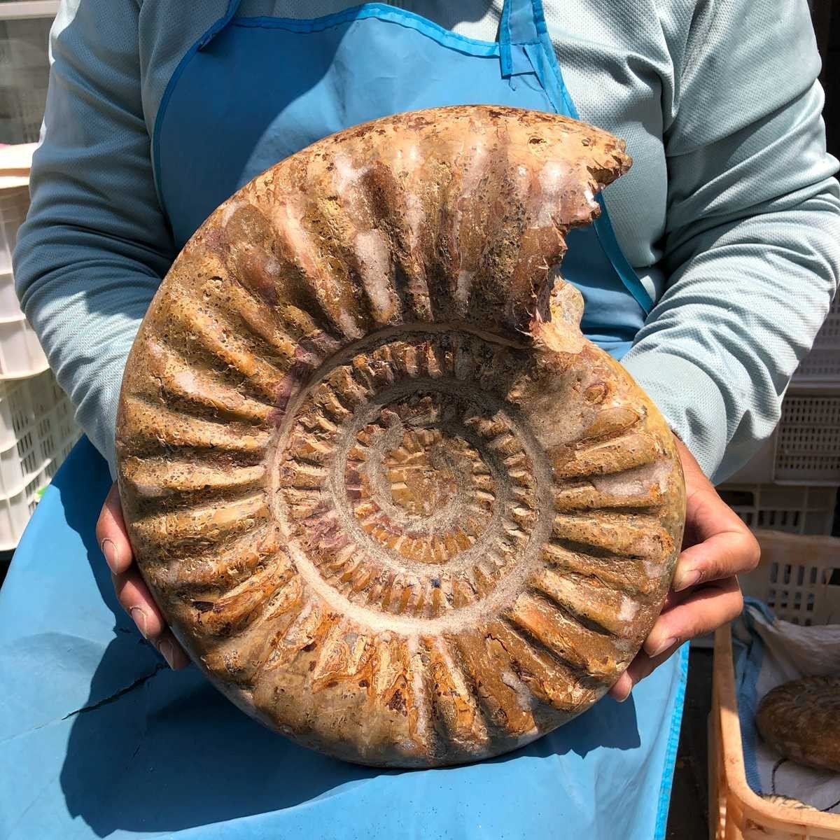 10.67LB Natural Beautiful Ammonite Fossil Conch Crystal Specimen Healing 5401