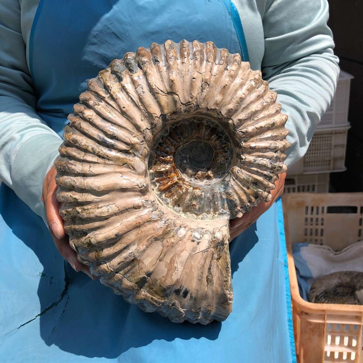 11.52LB Large Natural Beautiful Ammonite Fossil Conch Crystal Specimen Healing