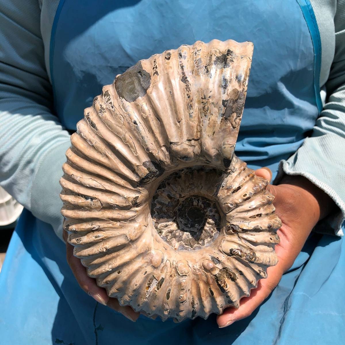 7.63LB Natural Beautiful Ammonite Fossil Conch Crystal Specimen Healing 5391