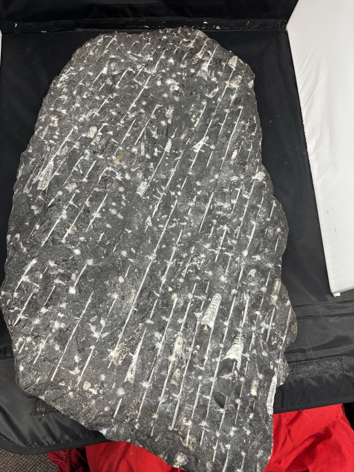 Natural Moroccan paleontological Orthoceras fossil specimen 31 1/2 X 16, 60lbs