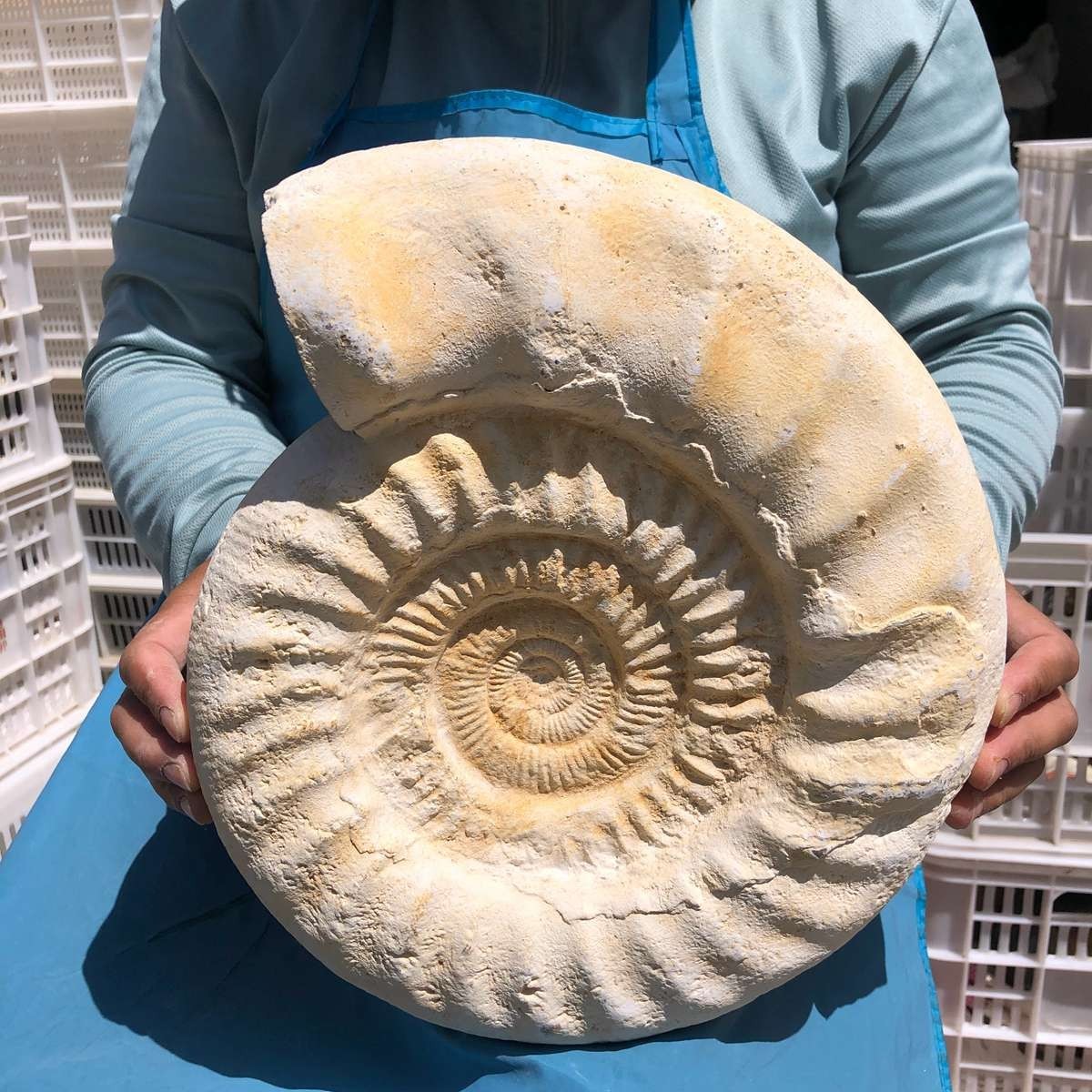 17.31LB Large Natural Beautiful Ammonite Fossil Conch Crystal Specimen Healing