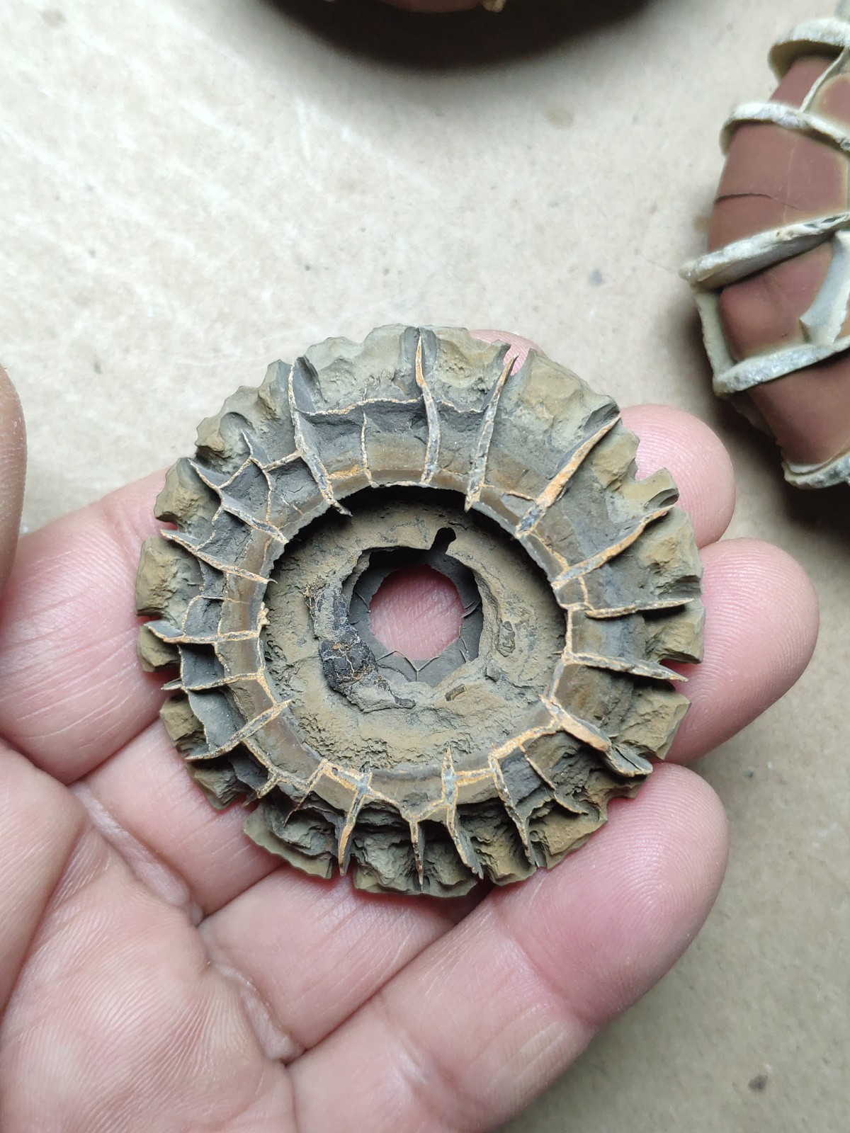 44g rare Natural tortoise back pattern stone Moire stone Specimen
