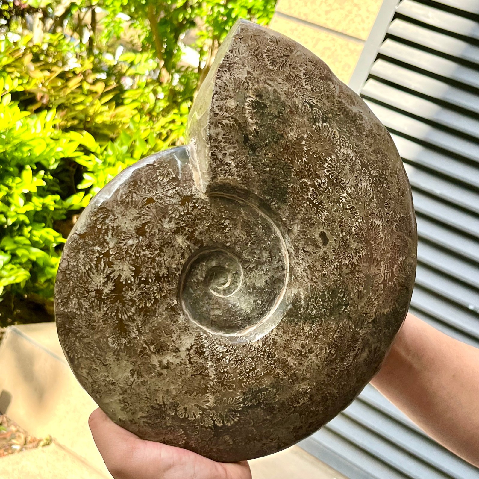 Polished Conch Shell Specimen Polished w/ Ammonite Pattern 11.08 lb
