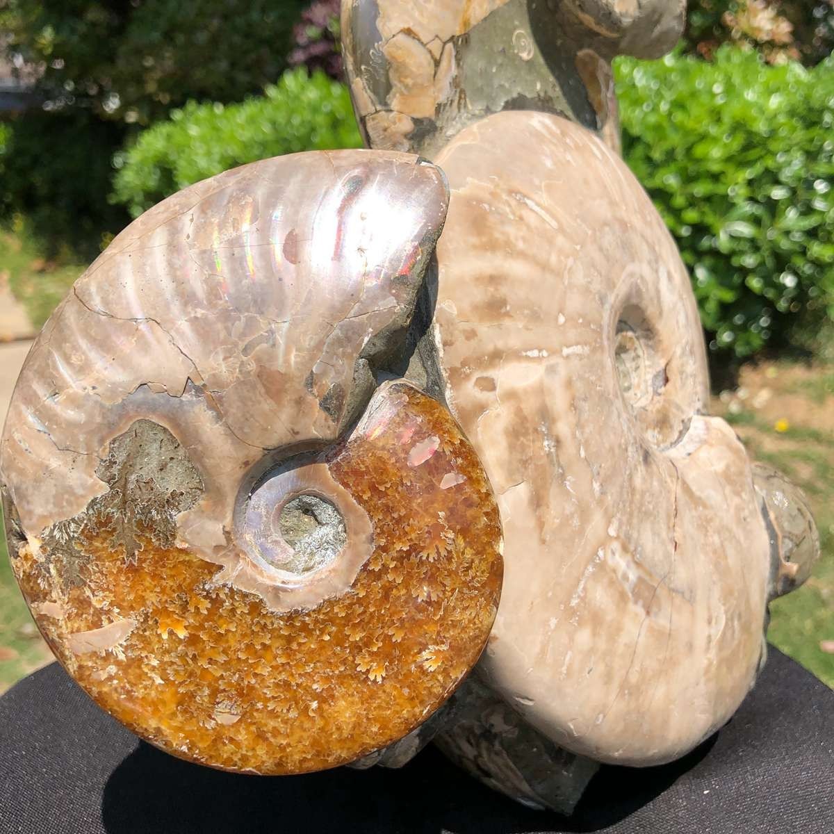 14.71LB Rarem Natural Tentacle Ammonite Fossil Specimen Shell Healing Madagas