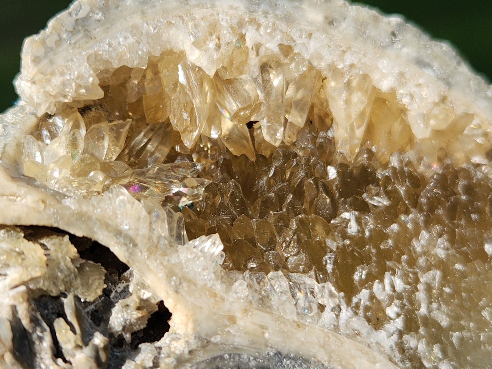 Calcite Crystal WHELK Shell Fossil Rucks Pit Florida dogtooth UV CUT POLISHED