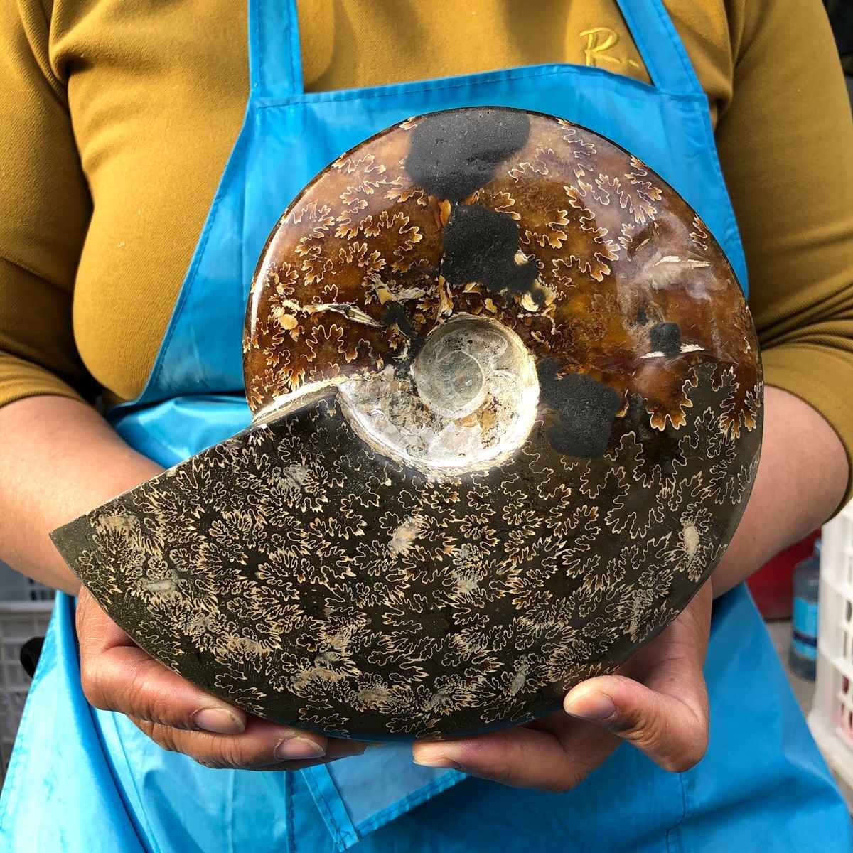 3.41LB Rare! Natural Tentacle Ammonite Fossil Specimen Shell Healing Madagascar