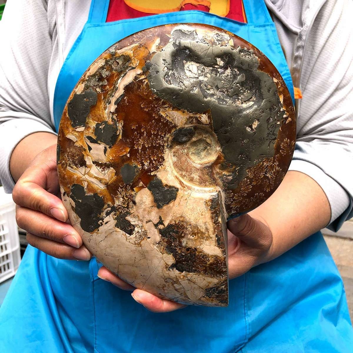 4.99LB Rare! Natural Tentacle Ammonite Specimen Healing Madagascar