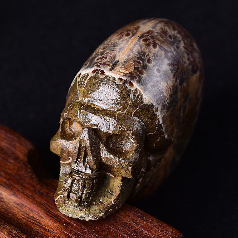 Natural Conch Ammonite Fossil Hand Carved Skull Crystal Quartz Healing Decor 1Pc