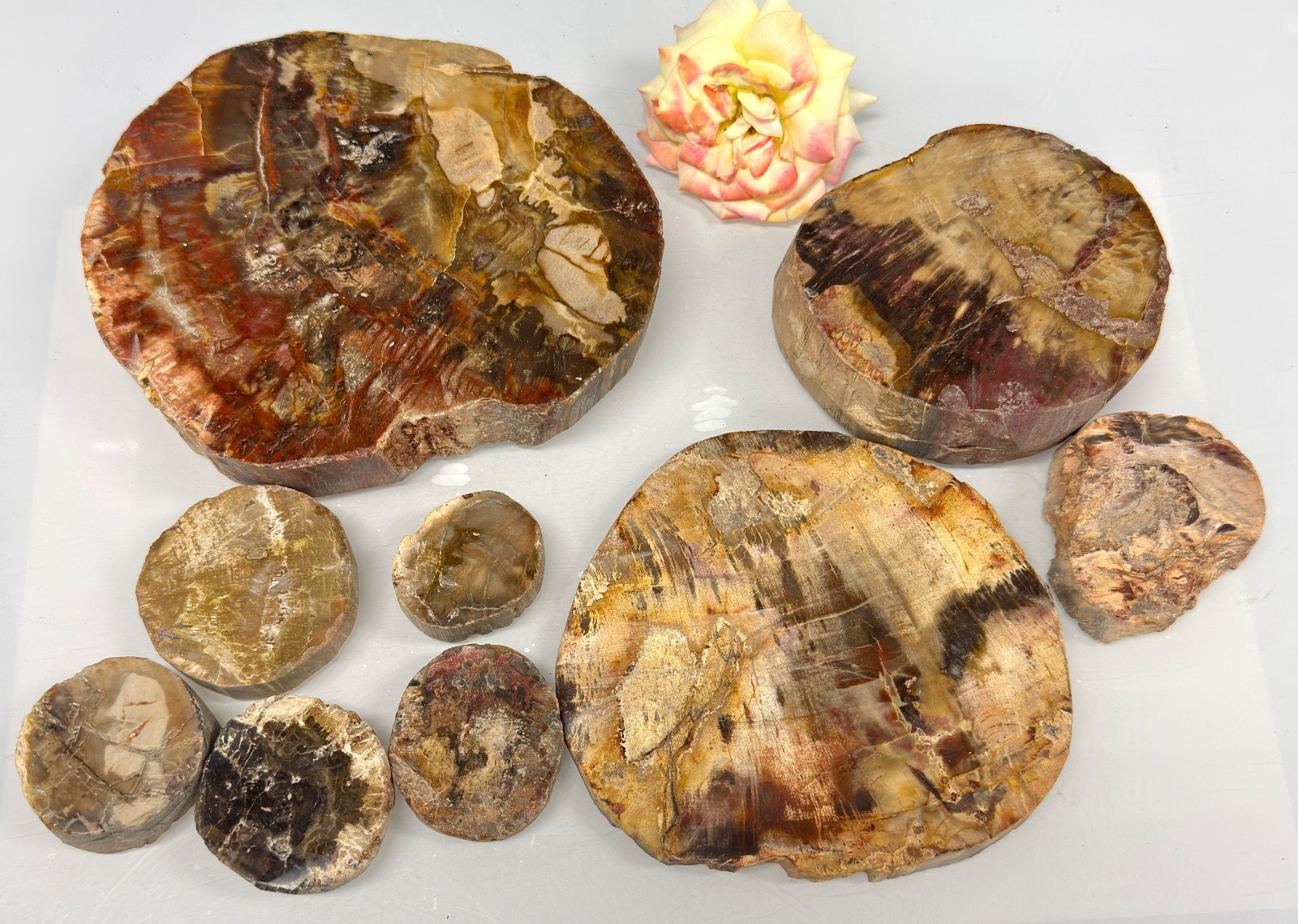 Wholesale Lot 4 Lbs Natural Petrified Wood Slabs Crystal Healing Energy