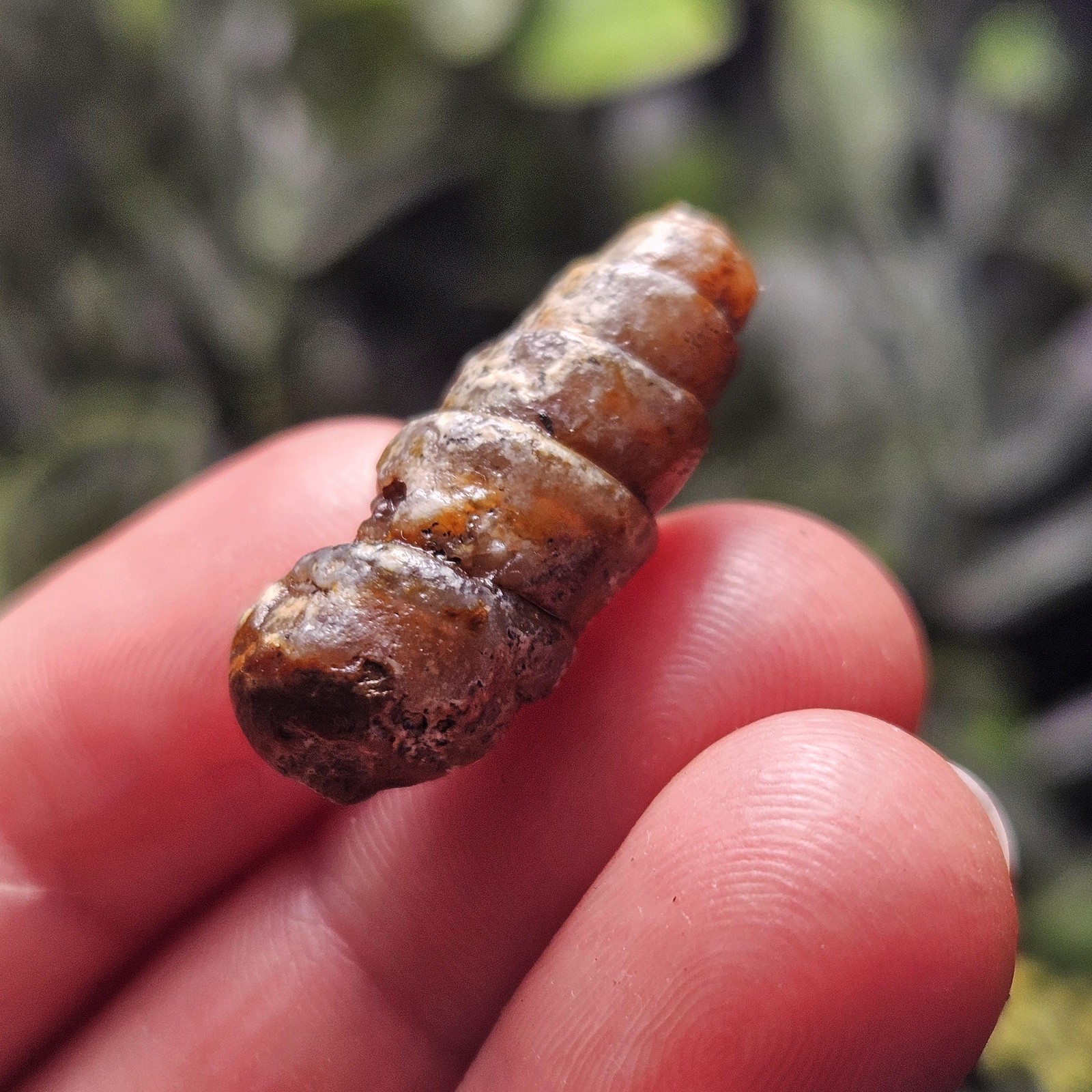 Agatized Spiral Fossil, Turritella Fossilized Snail Gastropod Shell (0.5