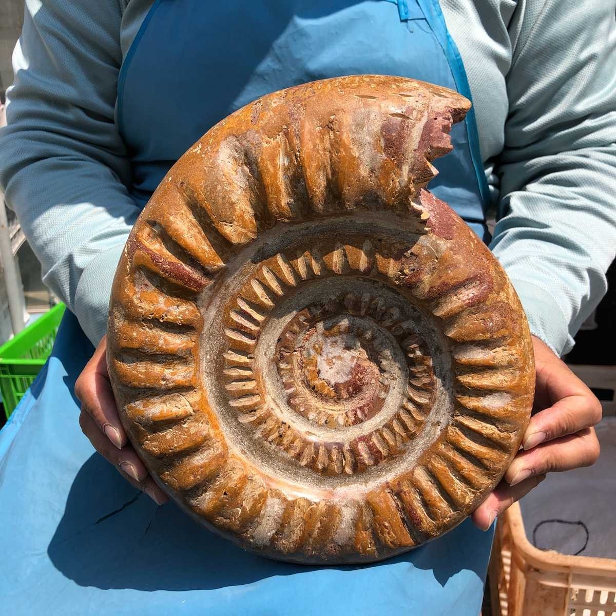 9.96LB Top Natural Horn Screw Fossil Ammonite Conch Crystal Specimen Healing