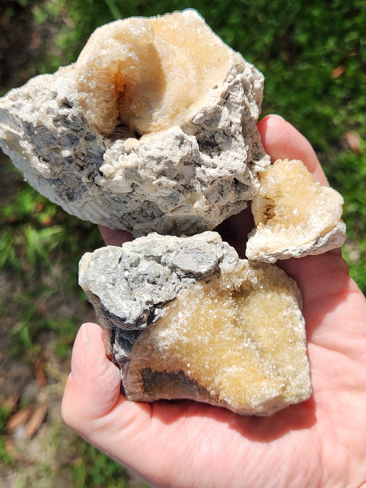 SET OF 3 Calcite CRYSTAL WHELK Shells Fossil Rucks Pit Florida dogtooth LOT