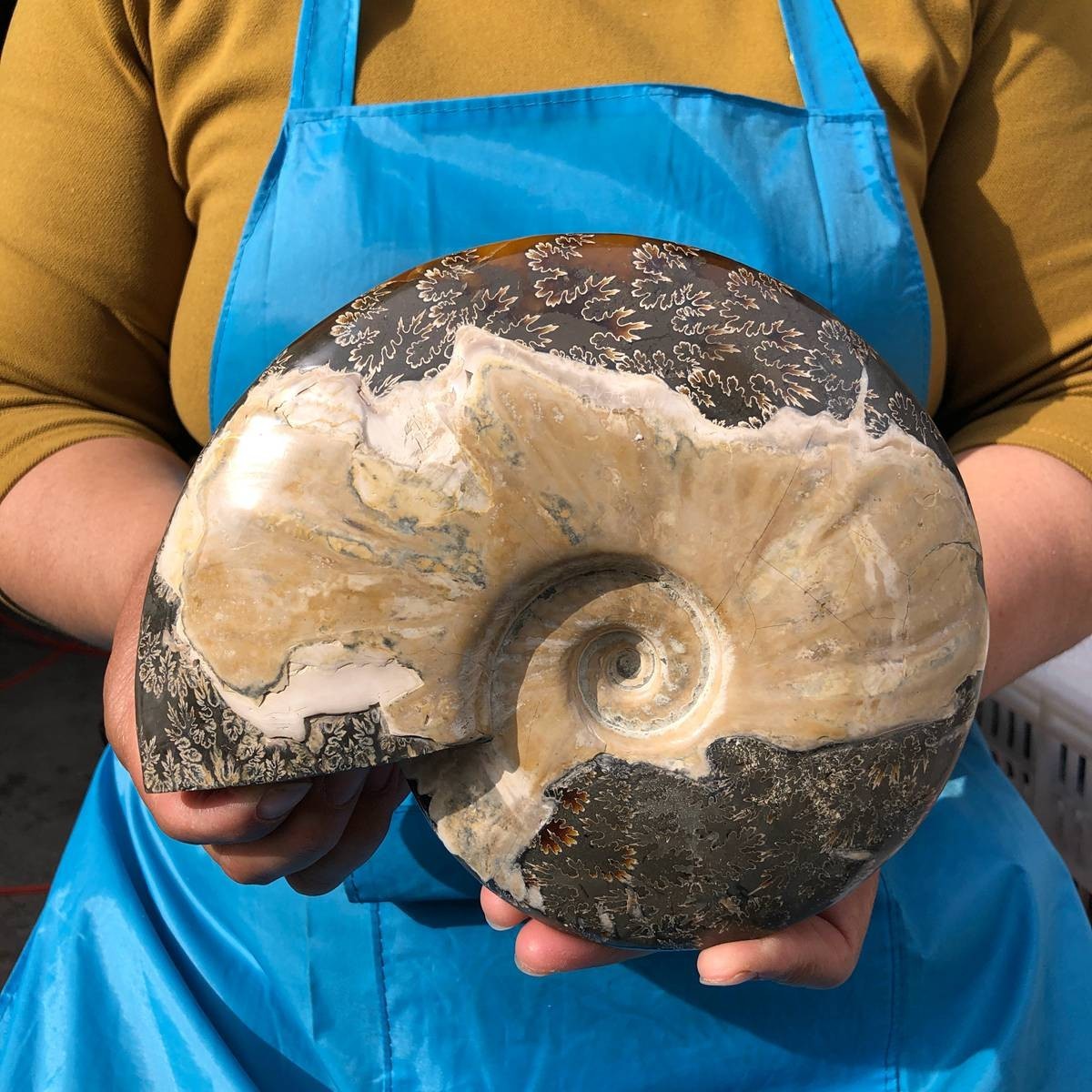 3.52LB Natural Beautiful Ammonite Fossil Conch Crystal Specimen Healing 4628