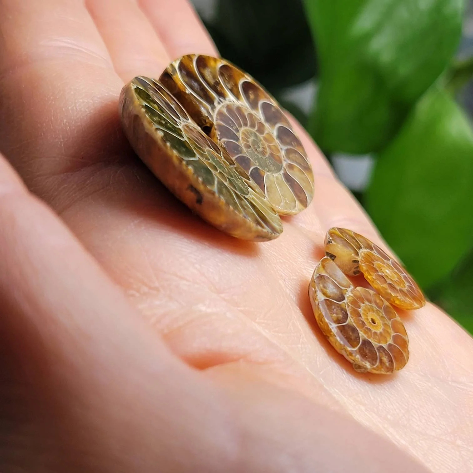 Ammonite Pair