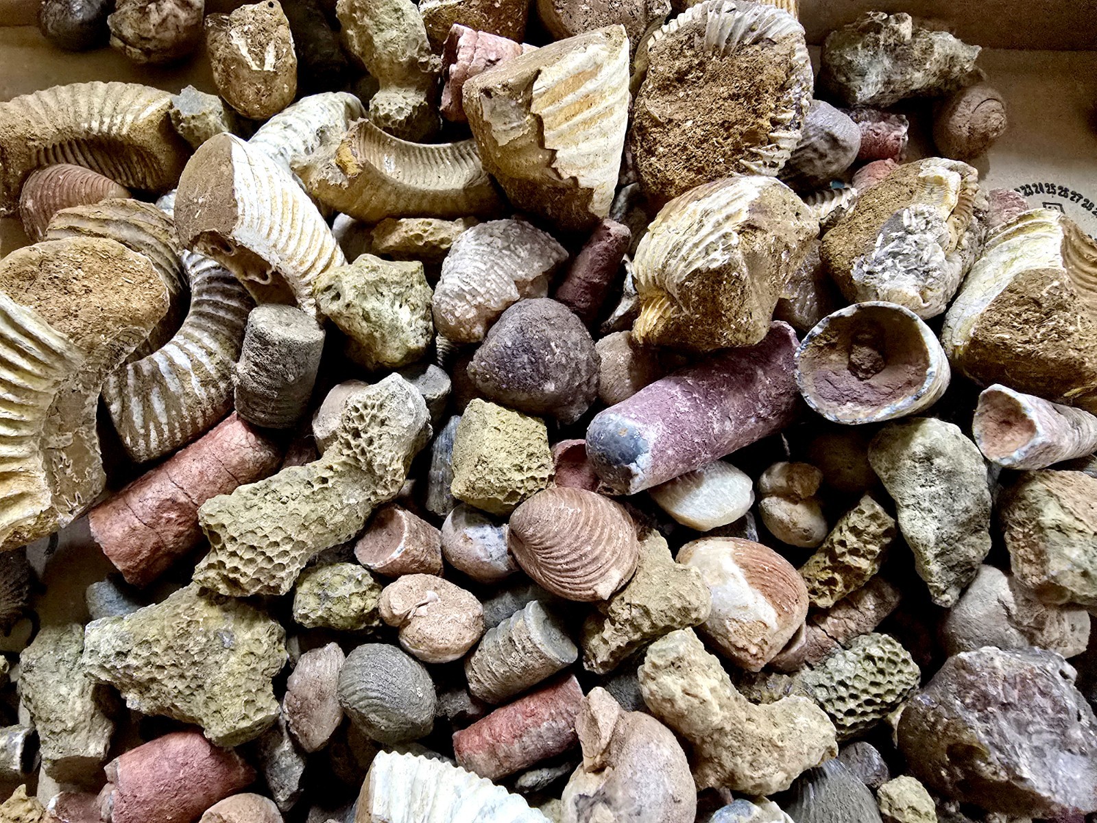 Fossils Mix Bulk Moroccan Assorted Ammonite Brachiopods Gastropods & More
