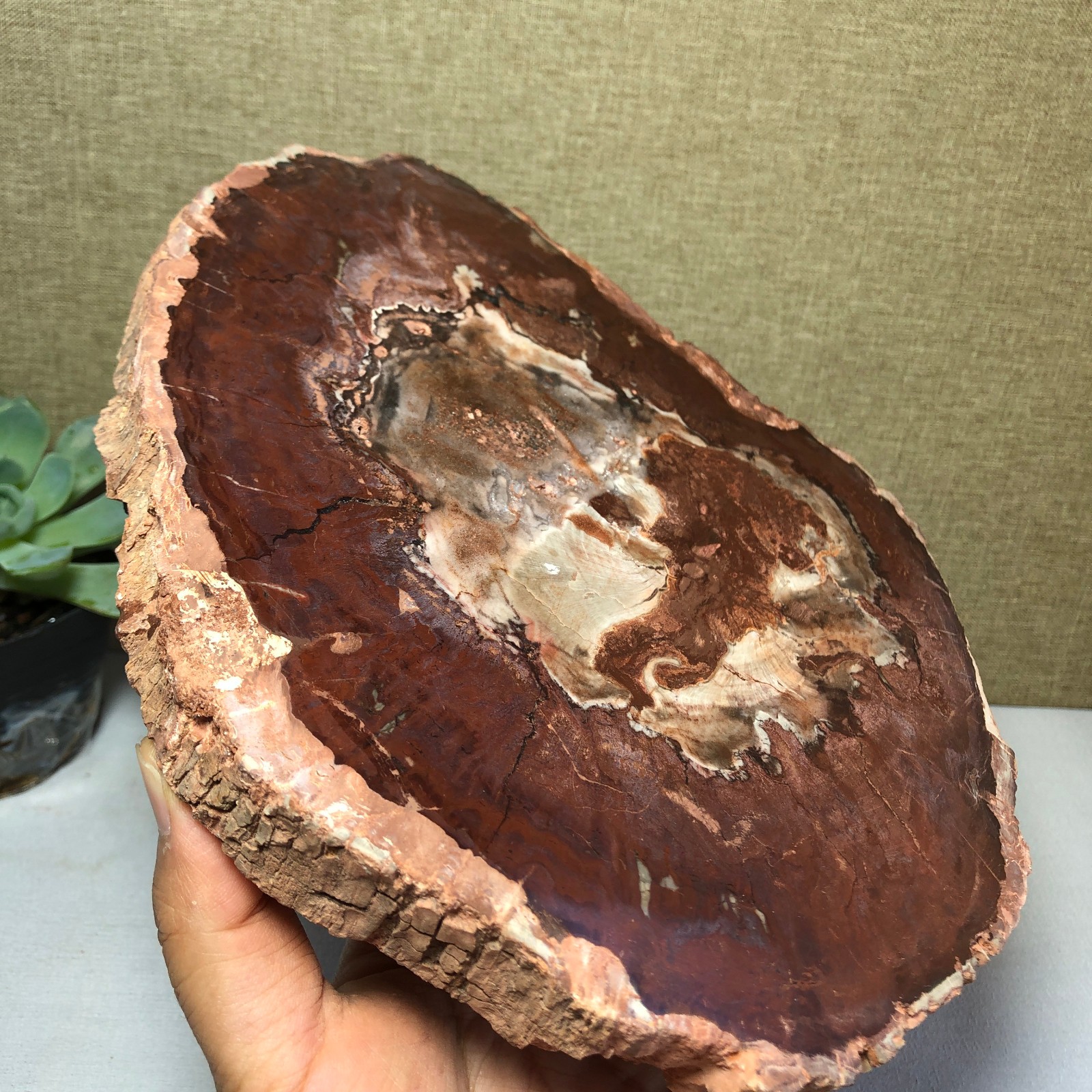 1.64kg natural Beautiful Petrified Wood Crystal mineral Slice Specimens g7687