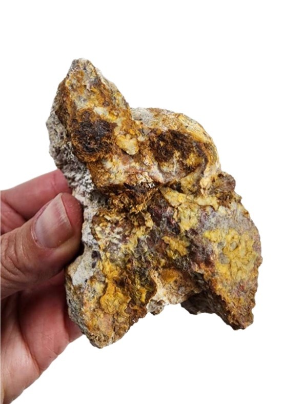 Grassy Mountain Petrified Wood Faced Specimen 184.1 grams.