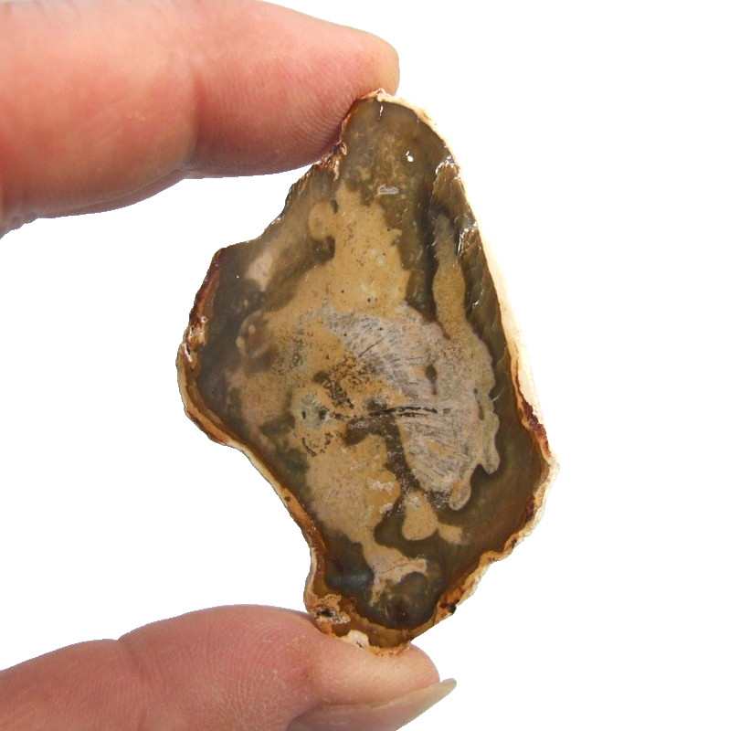 Fossil Petrified Wood Slice Madagascar Polished 5.5cm x 3.5cm 19g