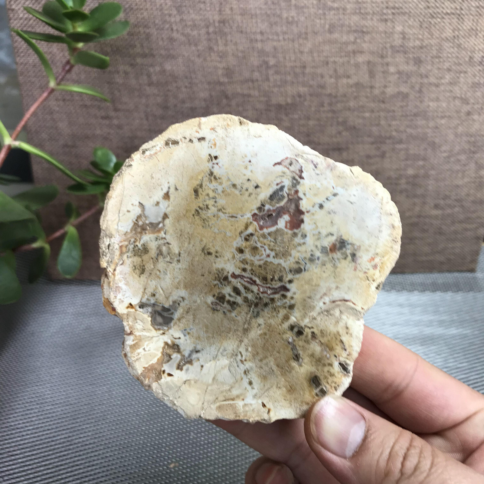Top 95mm Natural Petrified Wood Crystal Rough Slice Madagascar 219g A1390