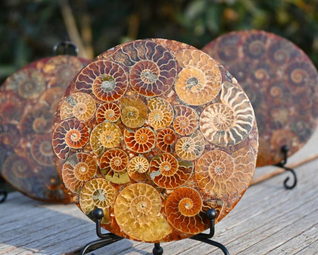 Natural Ammonite Fossil shell Plate specimen Reiki healing + Free Stand 1x