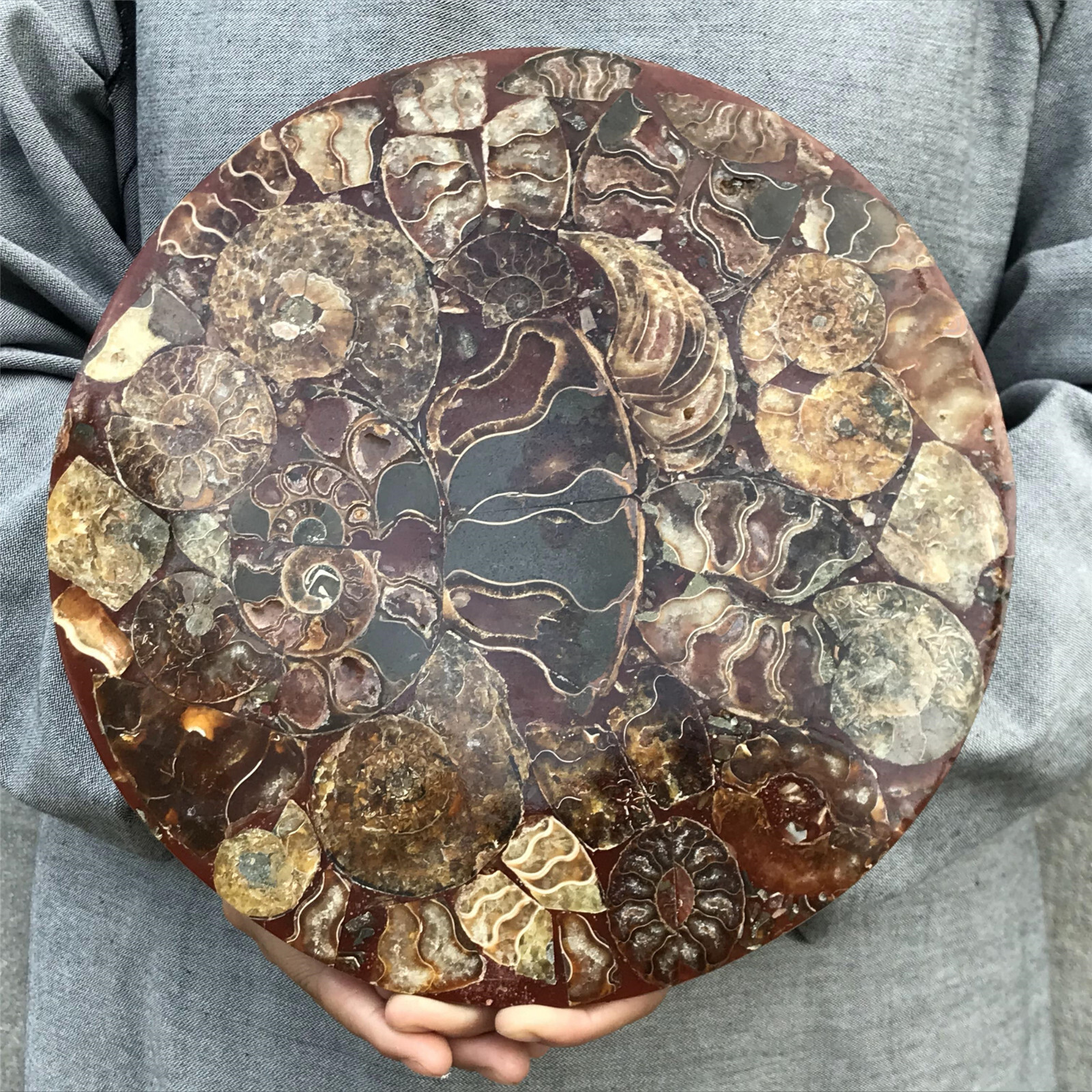 710g Natural Ammonite Disk Fossil Conch Specimen Crystal Healing Reiki