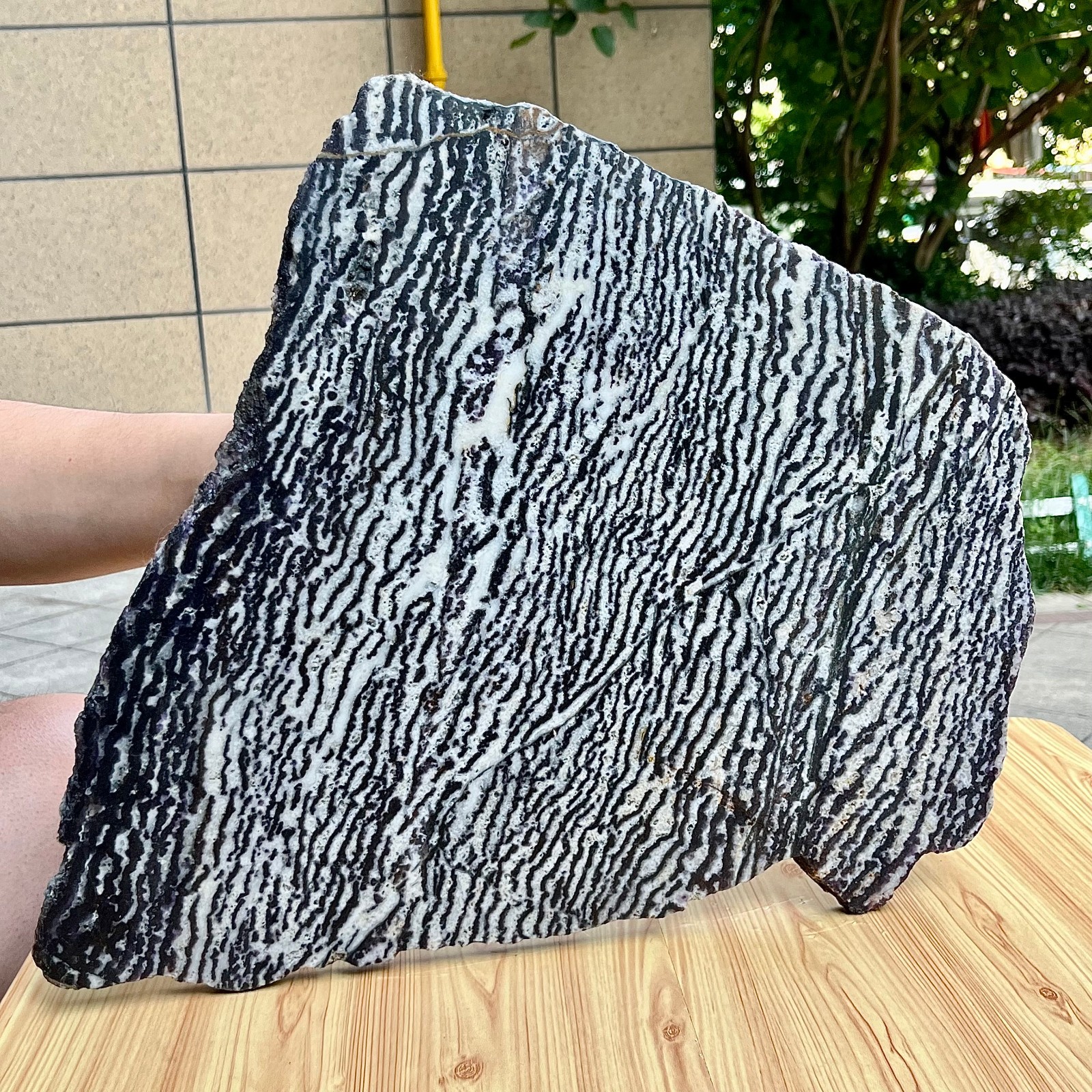 Zebra Stone Polished Slice Black White Stripe Mineral Specimen Display 9.9 lb