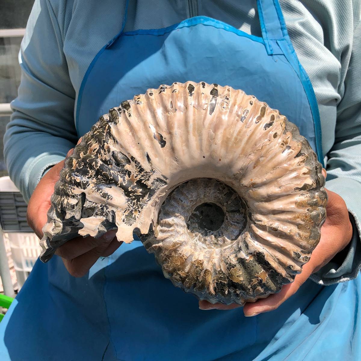 7.65LB Natural ammonite fossil conch Crystal specimen healing decor