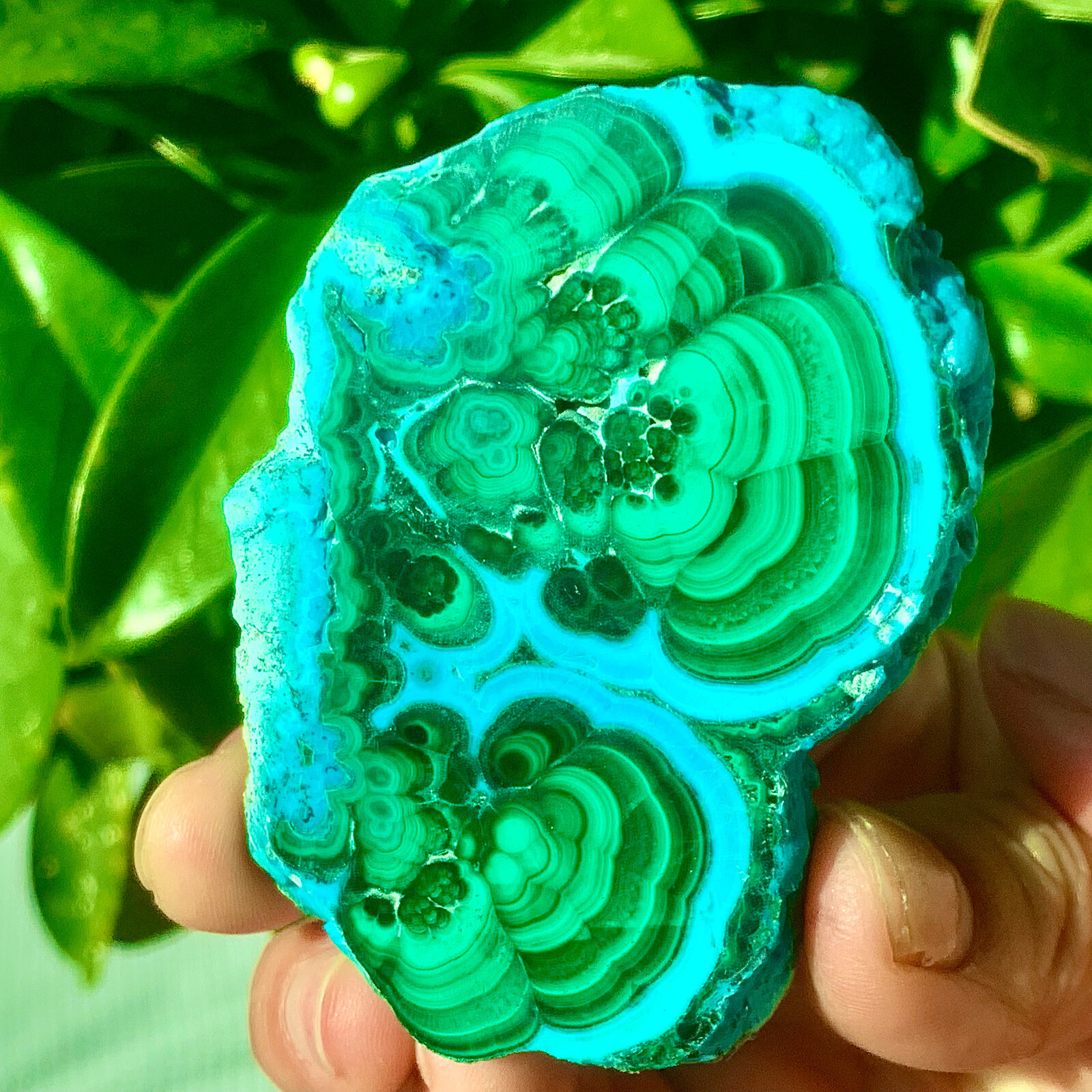 98G Natural tortoise Malachite transparent cluster rough mineral sample