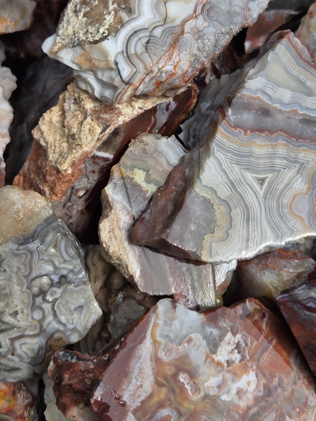 Crazy Lace Agate Rough Mexico – White Red Banding – Cut For Patterns 1 Pound