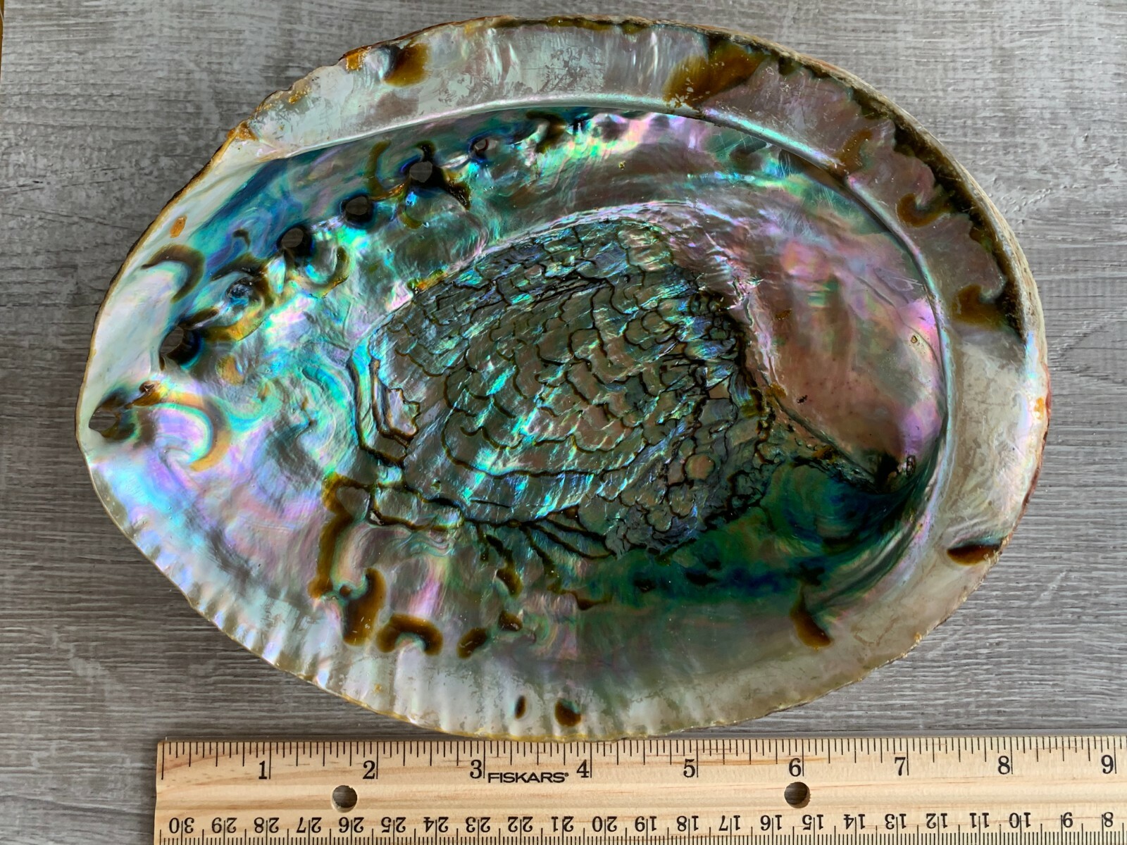 Jumbo Abalone Shell 7-8″, Huge Seashell Incense Burner, Smudge Bowl, Bulk Lot