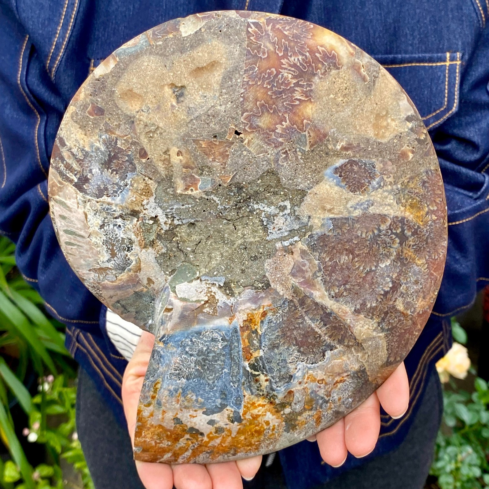 1.77LB Natural agate fossil snail shaped convex round gemstone
