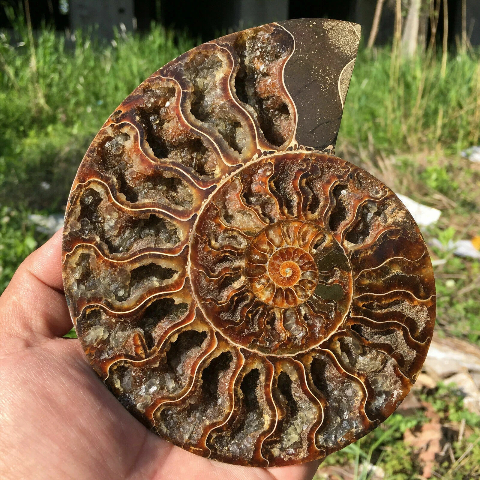 Natural ammonite fossil conch Crystal specimen healing+stand1PC