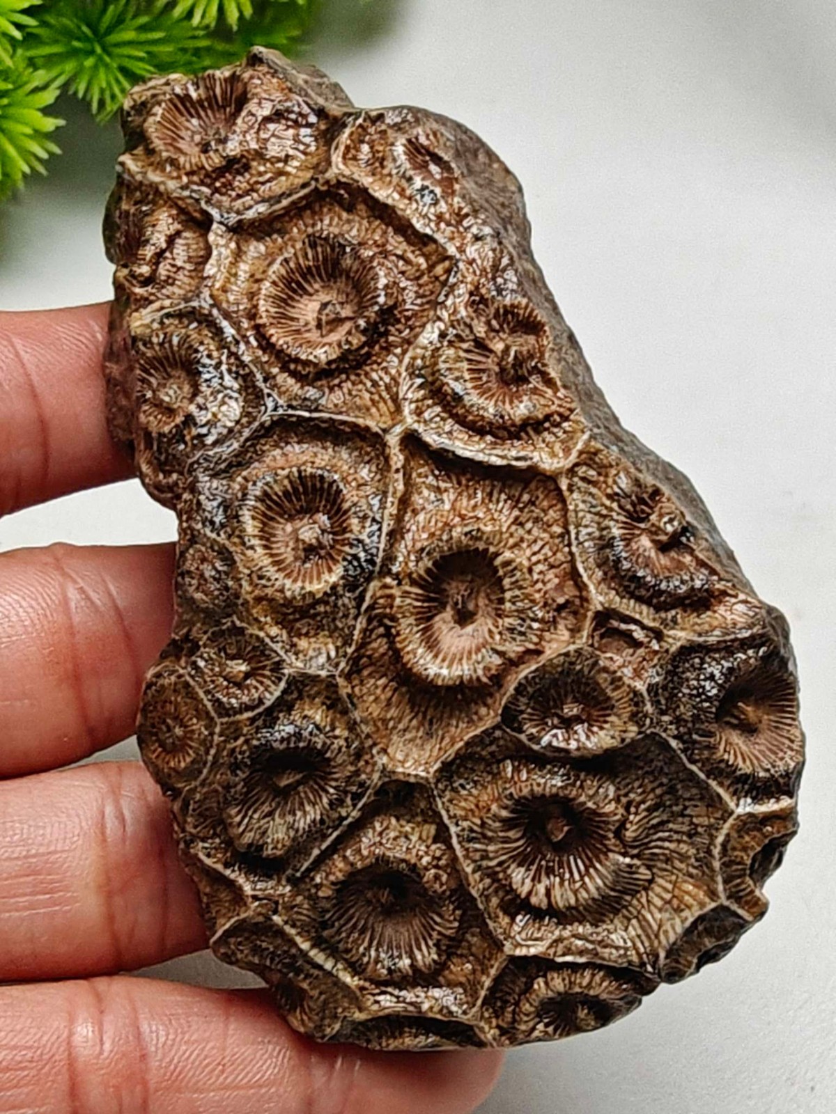 Rare China Inner Mongolia Gobi Eye Agate Stone Specimen 100% Natural Designer