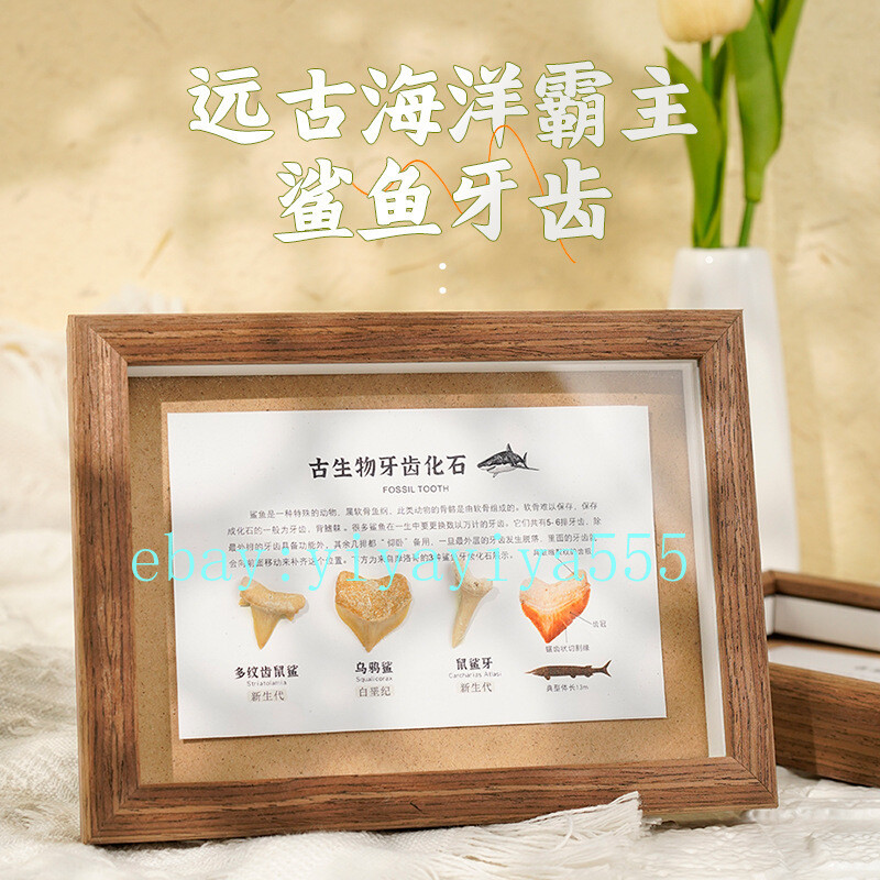 Natural shark tooth photo frame biological fossils marine animal specimens