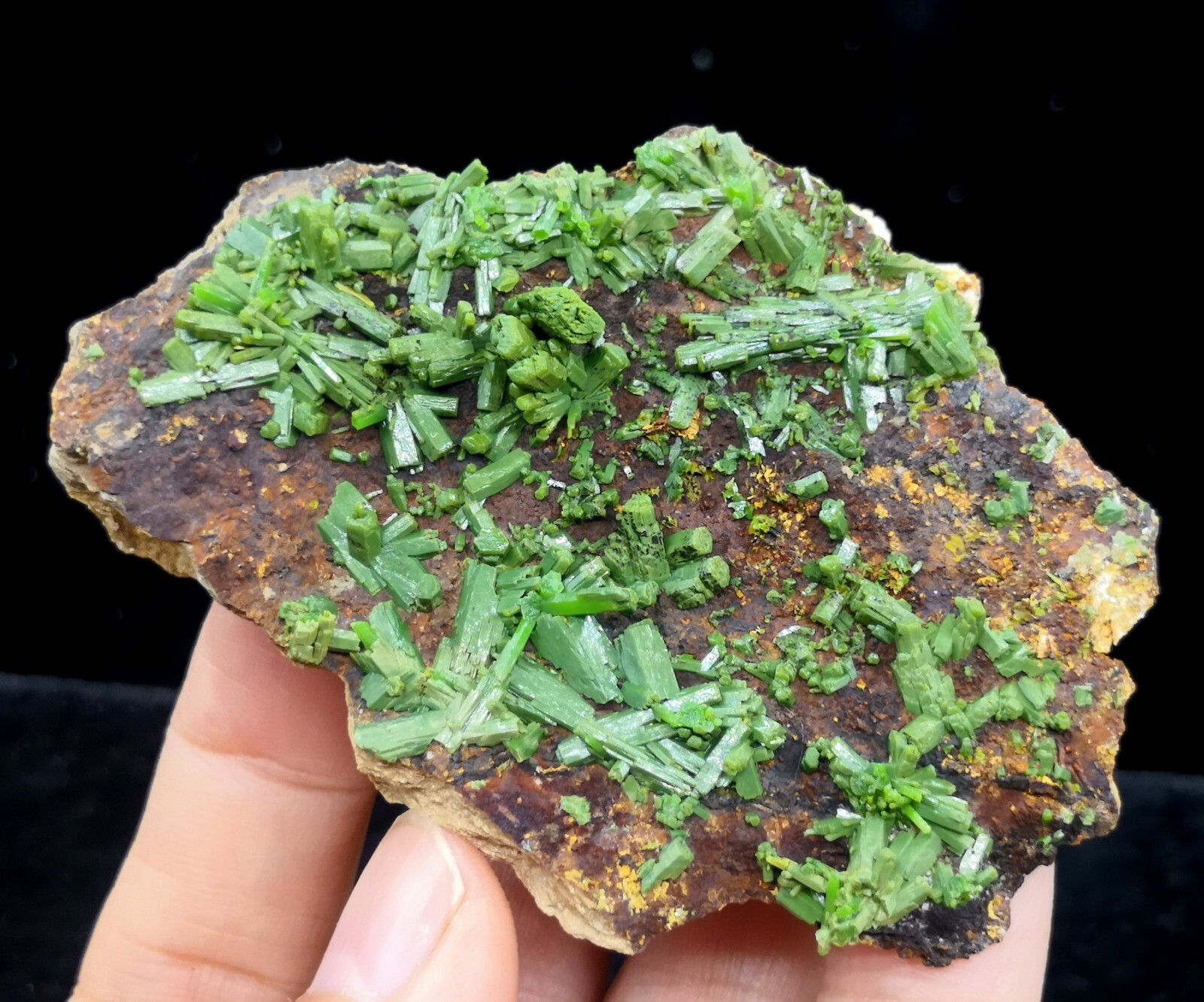 73mm New find ‘Matcha-Green’ Pyromorphite on matrix