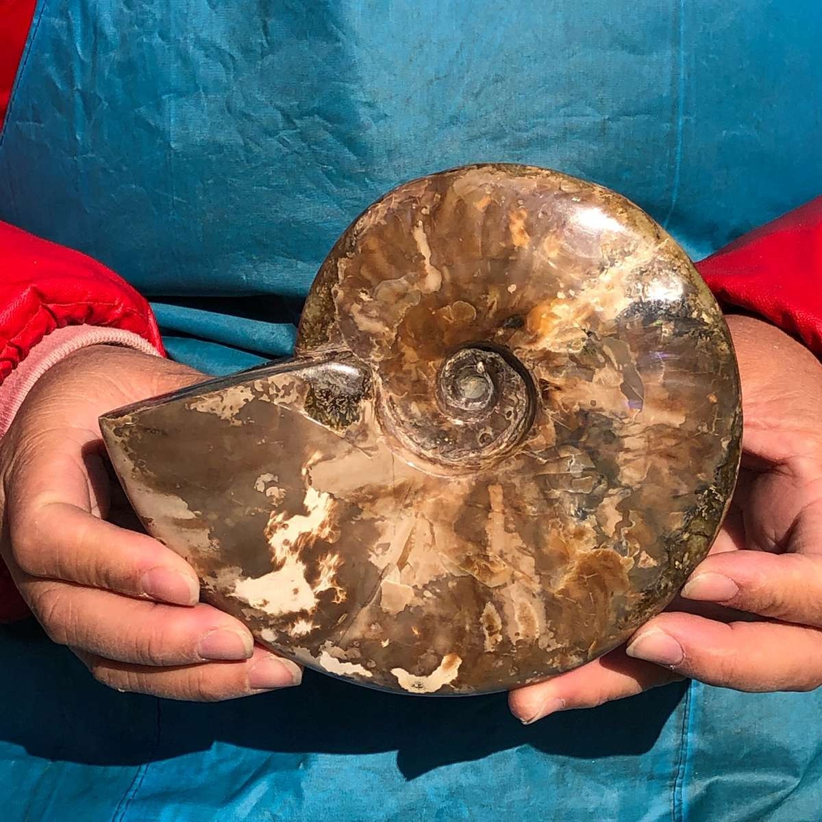 2pcs 3.65LB Natural Horn Screw Fossil Ammonite Conch Crystal Specimen Healing