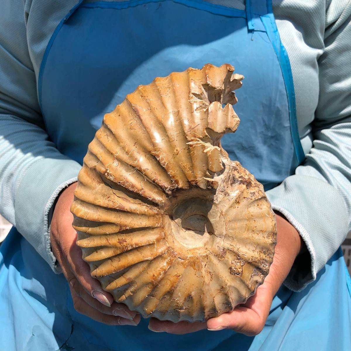 4.18LB Rare! Natural Tentacle Ammonite Specimen Healing Madagascar