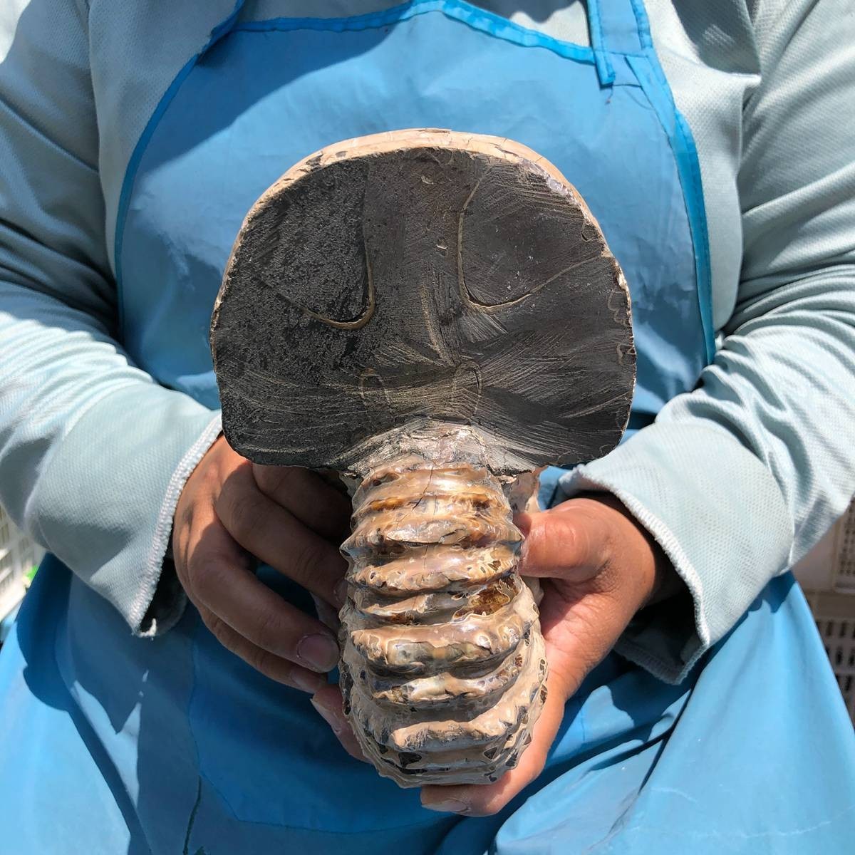 7.63LB Natural Beautiful Ammonite Fossil Conch Crystal Specimen Healing 5391