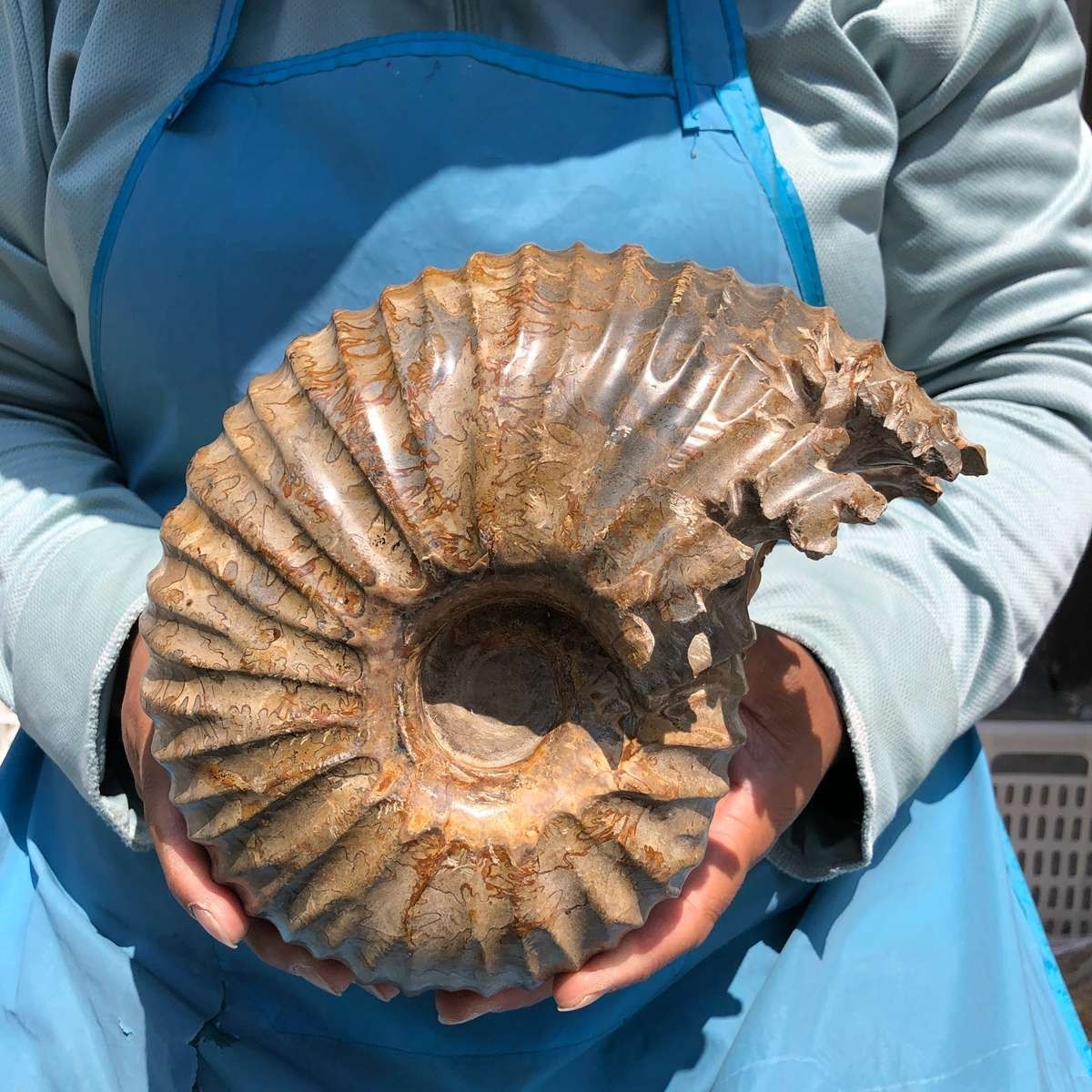 8.91LB Rare! Natural Tentacle Ammonite Specimen Healing Madagascar
