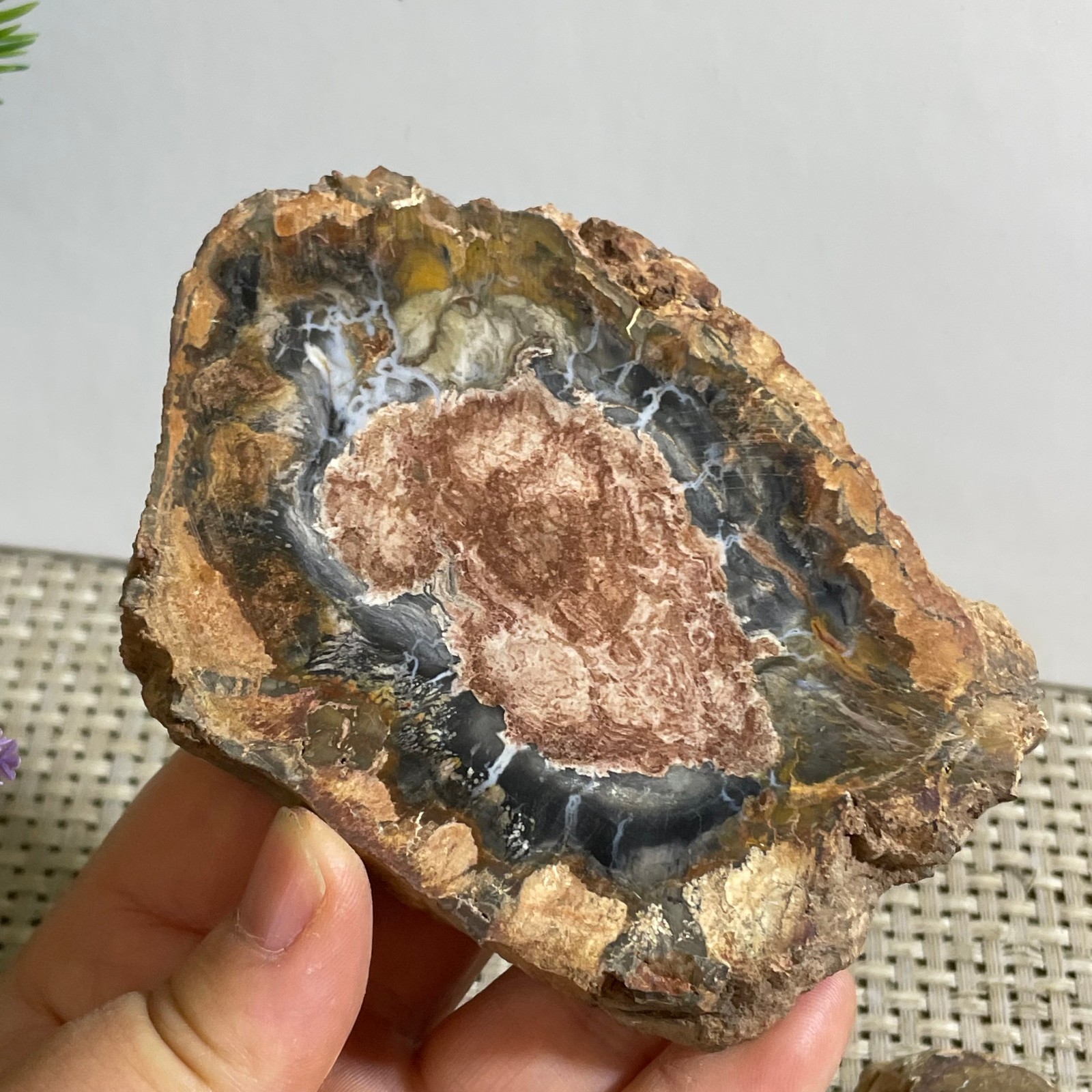 Natural Polished Petrified Wood Crystal Slice Madagascar 165g