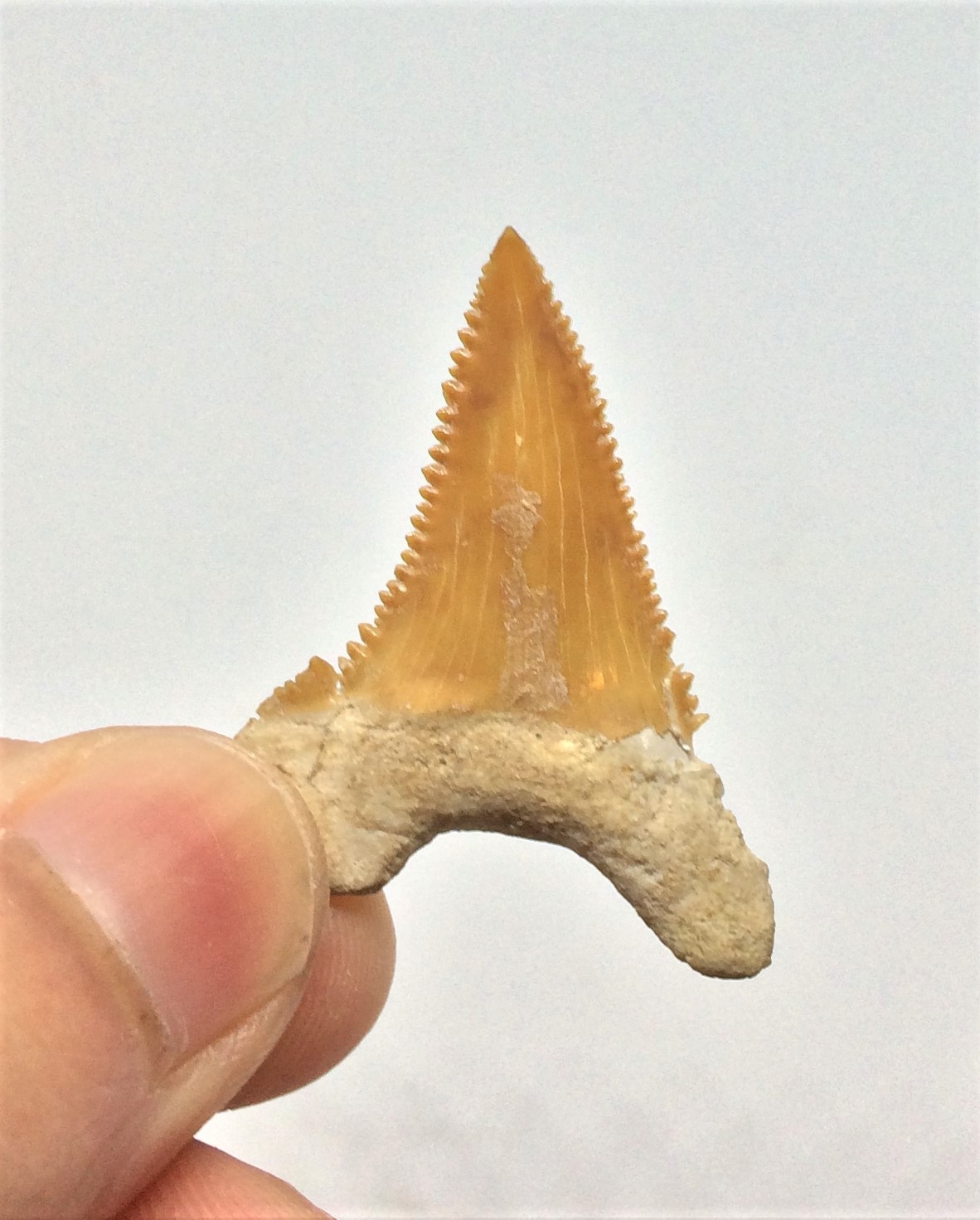 Paleocarcharodon orientalis Fossil Shark Tooth/Teeth Morocco 36mm (High Grade)