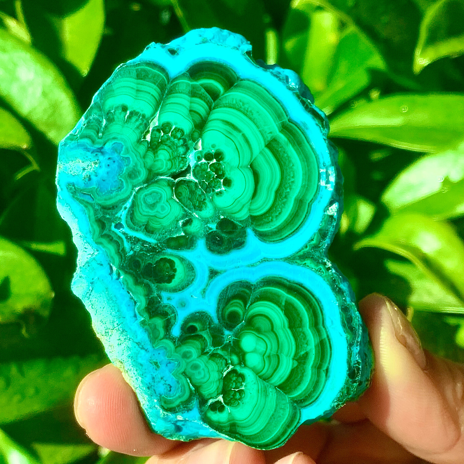 98G Natural tortoise Malachite transparent cluster rough mineral sample