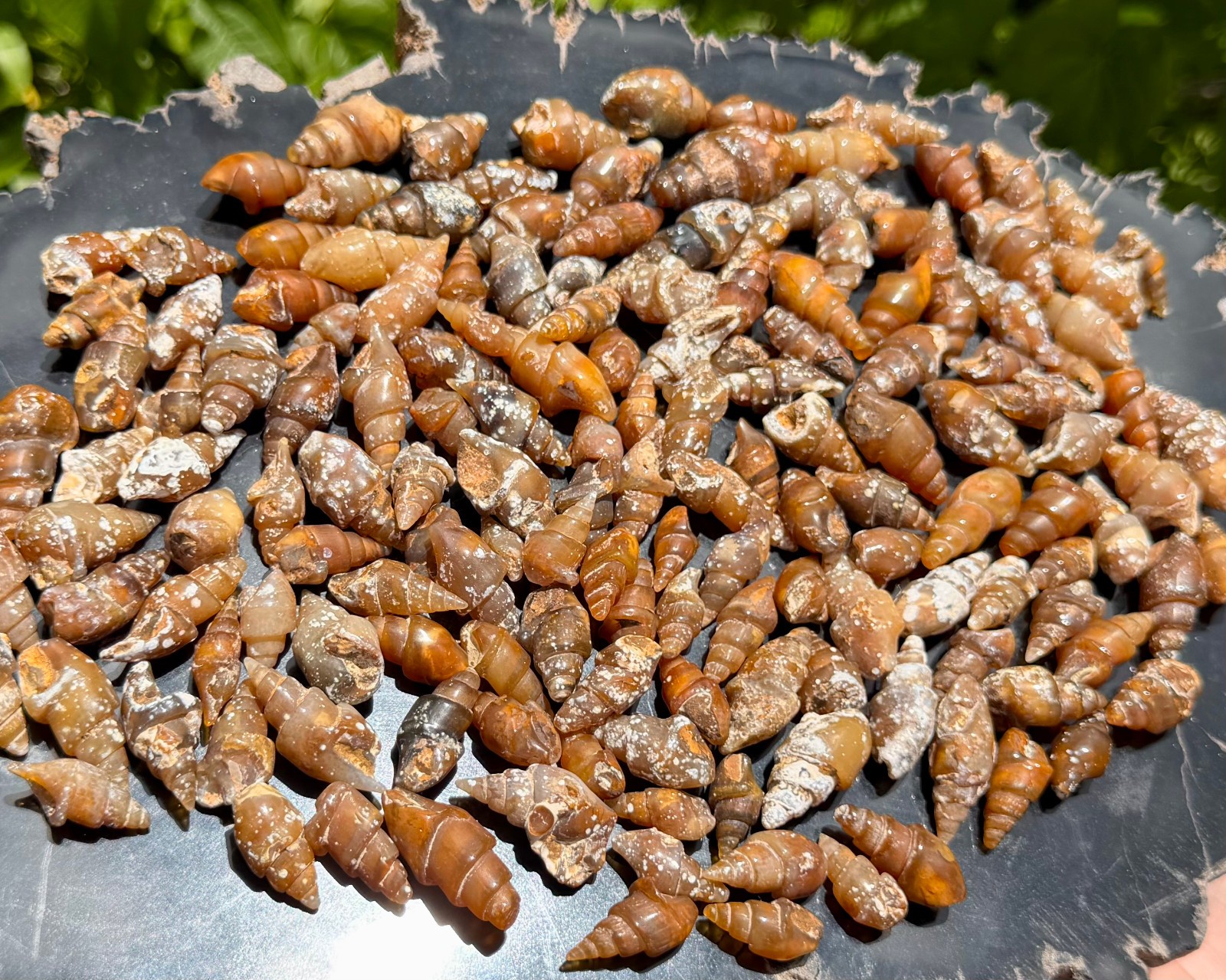 Agatized Shell Fossils From Morocco – Natural Fossilized Shell Specimens