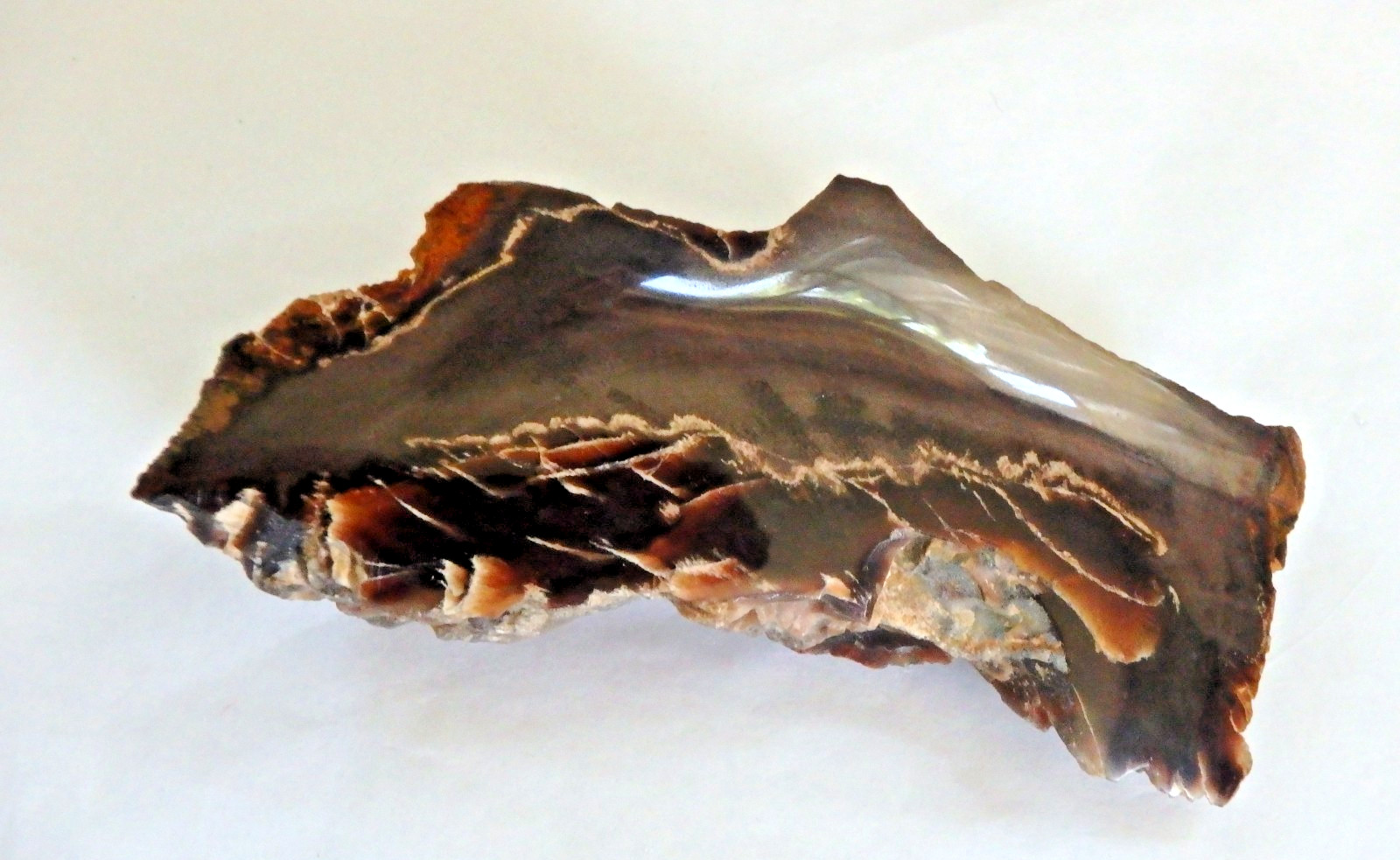 Fossil Petrified Wood 137.7 grams Polished top Raw bottom Old Stock