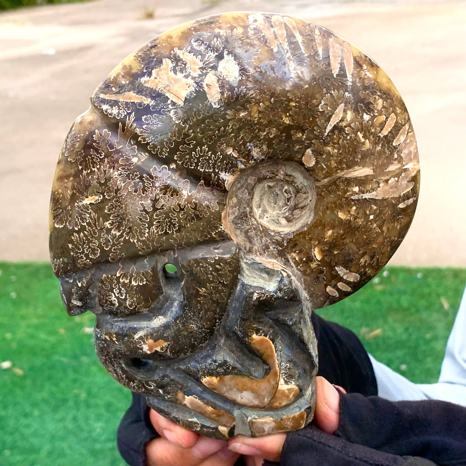 1.92LB Rare! Natural Tentacle Ammonite FossilSpecimen Shell Healing Madagascar