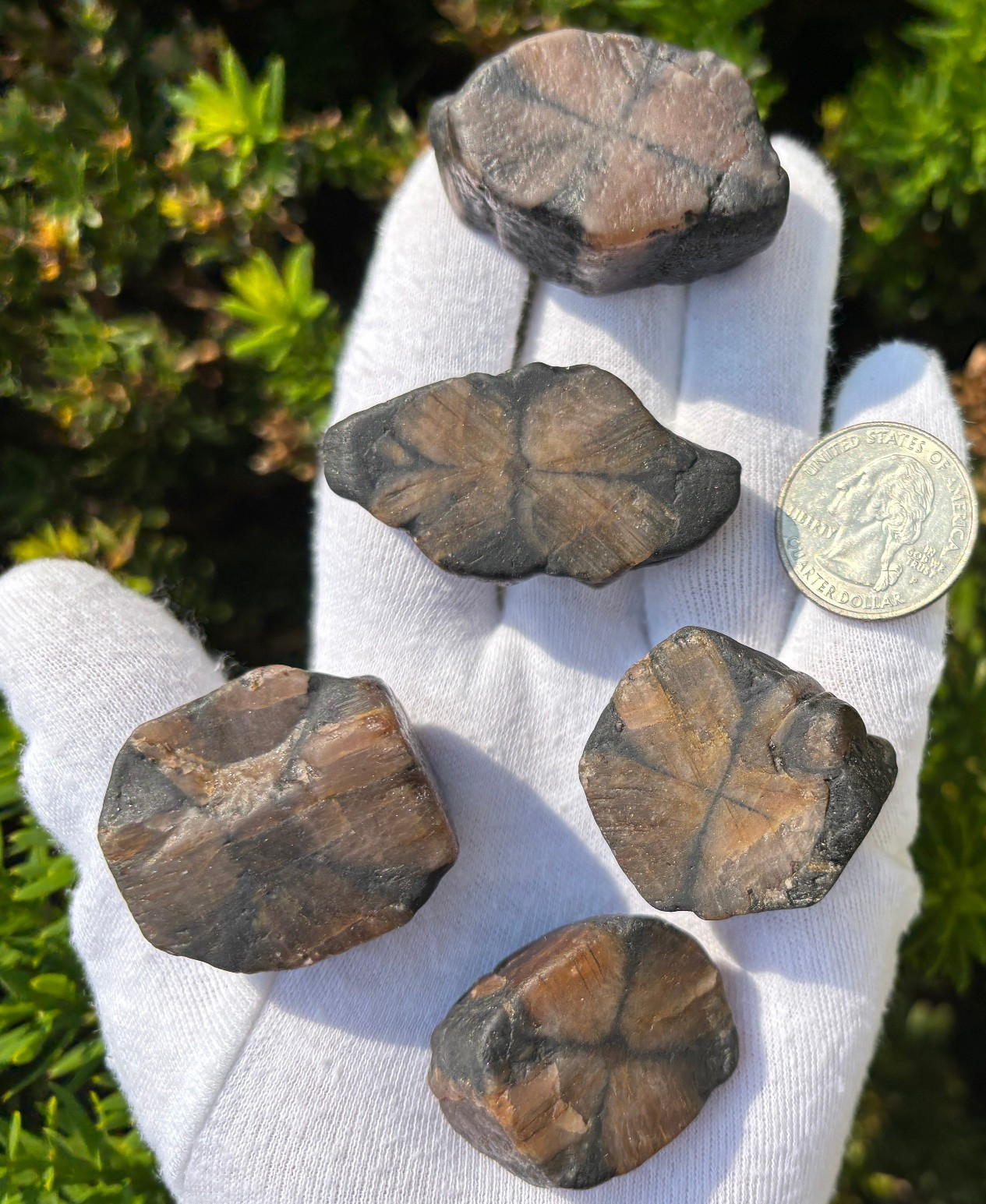 182g LOT THICK CUT CHIASTOLITE ANDALUSITE ROUGH LARGE-R SPECIMENS CROSS STONES