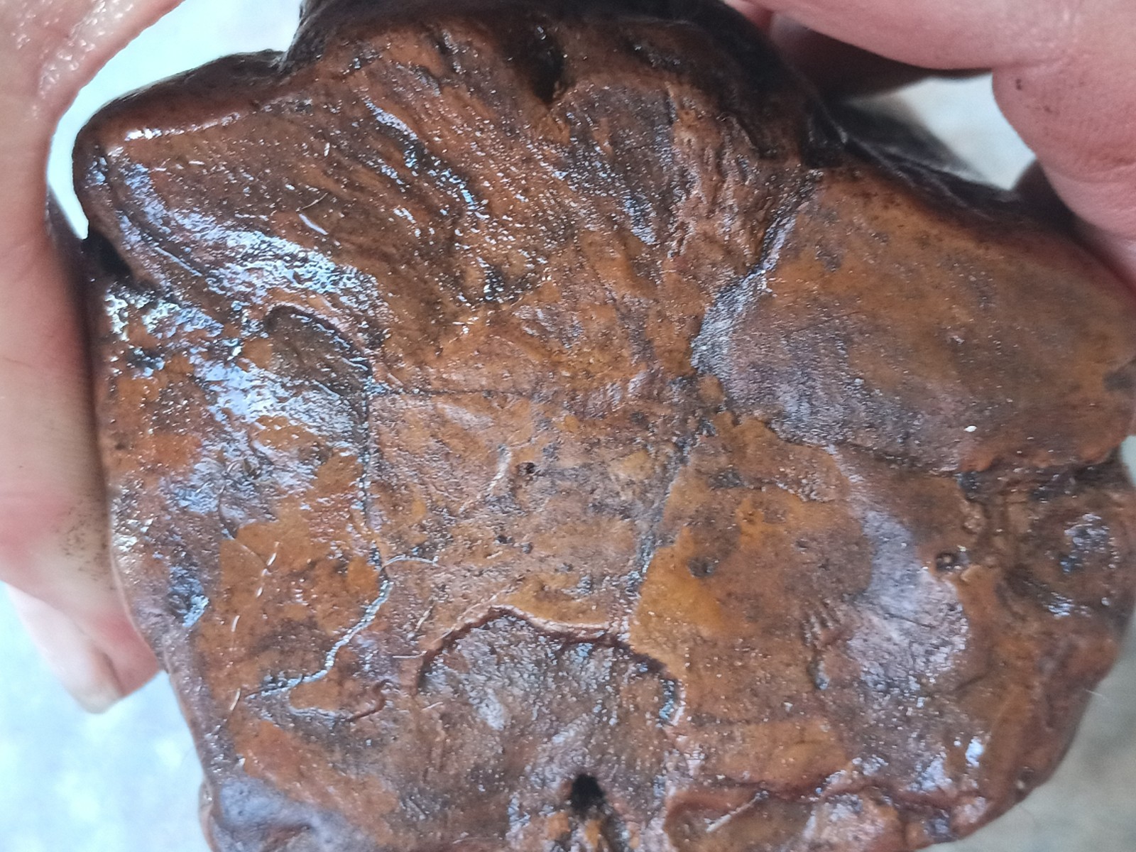 Petrified Wood Log Fossil 6 ” Yellow Creek Mississippi United States