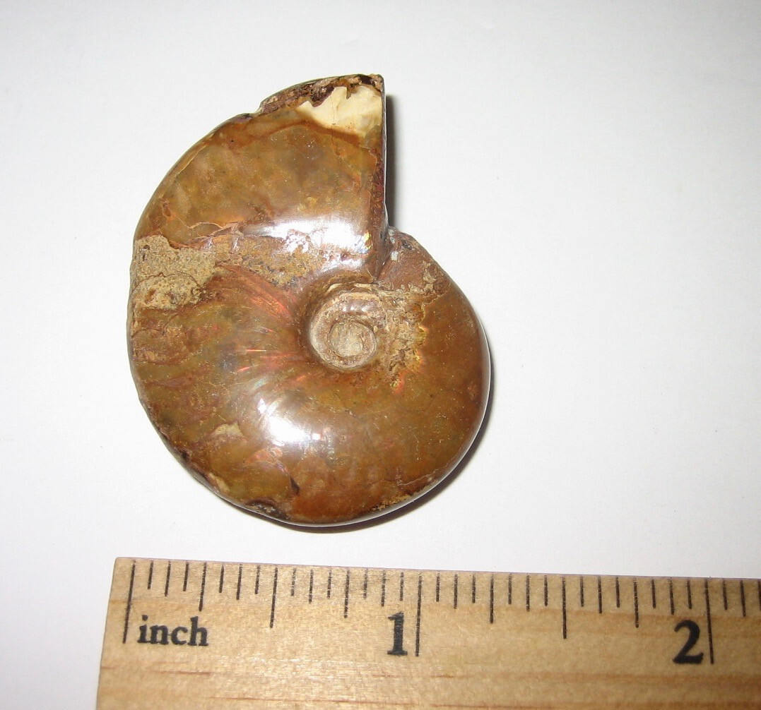 1.6″ POLISHED NATURAL OPALIZED AMMONITE FOSSIL OCEAN SEA SHELL MADAGASCAR 21g *1