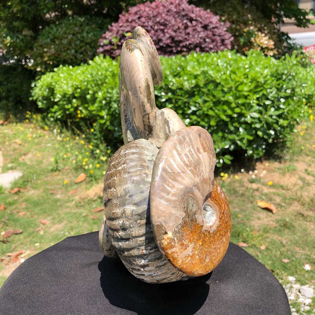 14.71LB Rarem Natural Tentacle Ammonite Fossil Specimen Shell Healing Madagas